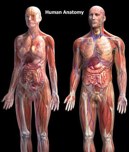 Easily find campus and online medical billing schools. Human anatomy images are provided by a free medical advice ...
