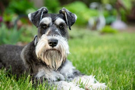 10 Dog Breeds With Beautiful Beards Great Pet Care