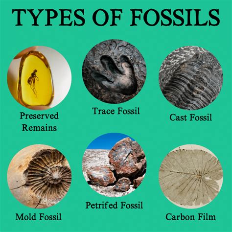 Fossils Types And Geologic Period Geology Science