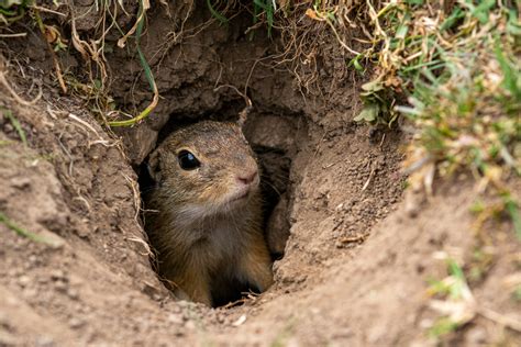 How To Get Rid Of Ground Squirrels Pest Removal Guide For 2022