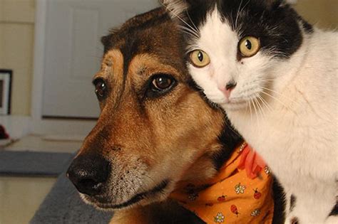 How To Introduce A Dog To A Cat Best Friends Animal