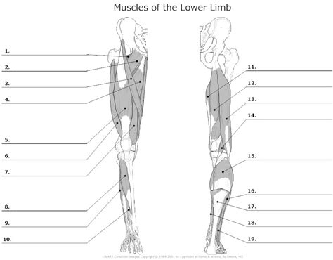 The bones of the leg are the femur, tibia, fibula and patella. 18 Best Images of Leg Anatomy Worksheets - Lower Limb ...