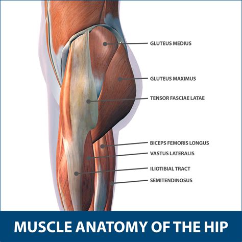 Anterior Hip Muscles