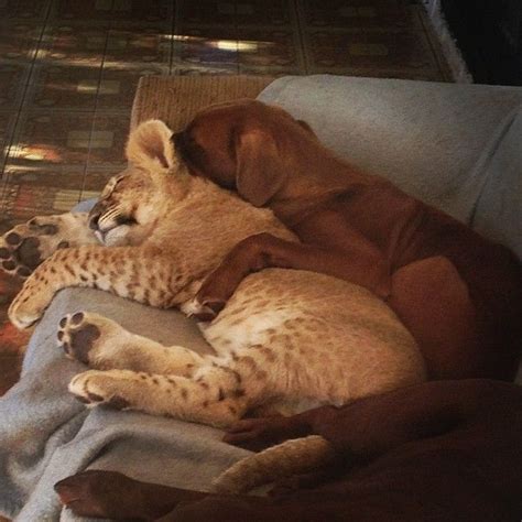 These Adorable Animal Odd Couples Prove That Unconditional