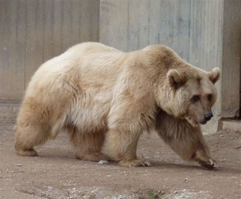 White Grizzly Bears Are Extremely Rare Cross Geographic Mates In The