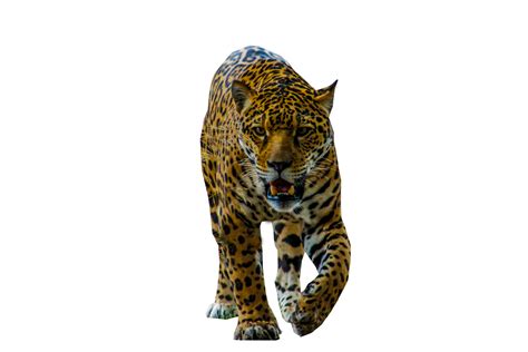 Jaguar clipart leopard spot, Jaguar leopard spot ...