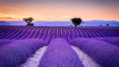 Tổng Hợp Với Hơn 65 Về Hình ảnh Cánh đồng Hoa Lavender Hay Nhất F5