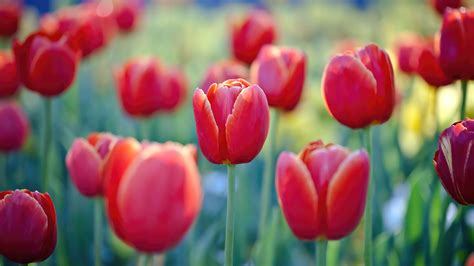 583169 3840x2174 Tulips 4k Background Hd Rare Gallery Hd Wallpapers