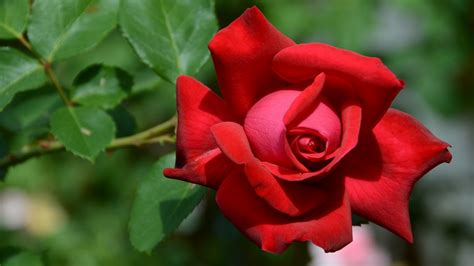 Hermosa Rosa Roja Fondos1080