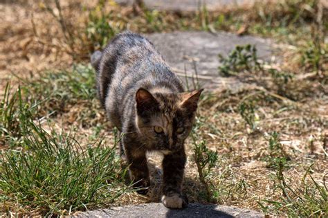 Wild cats found in florida. How about Florida the Tortie? | The Feral Life Cat Blog