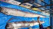 921大地震21周年！台東驚見3公尺地震魚 釣客嚇壞了
