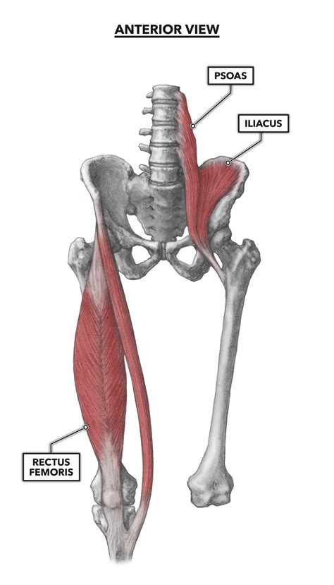 Hip Joint Anatomy Muscles