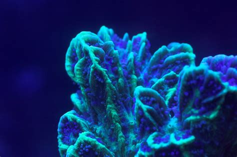 Glowing Coral A Macro Of A Coral In My Tank Arnar Valdimarsson
