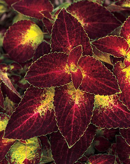 A Guide To Growing Coleus Plants Care And Varieties Garden Design