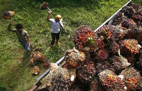 Malaysia is a federal constitutional monarchy located in southeast asia. Indonesian Farmers - Palm Oil Perspectives