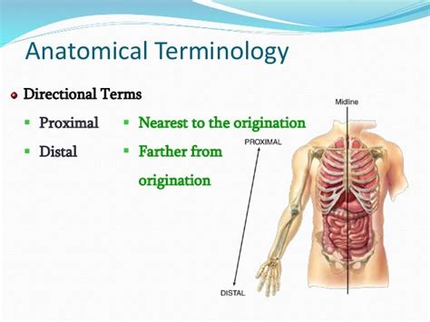 Chapter 1 Introduction To Anatomy And Physiology