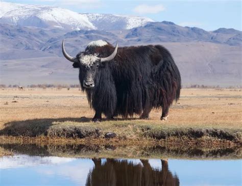 What Is A Yak 8 Spectacular Facts About Yaks In 2021 Yak Yak Photos