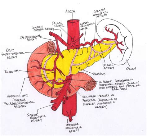 17 Minute Ward Rounds And The Pancreas Medical Drawings Medical