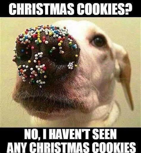 Funny Animal Pictures Of The Day 22 Pics Funny Dog Memes Christmas