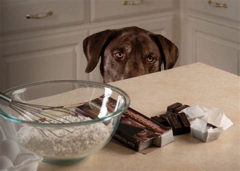 For Dog Holiday Safety Here Is A Dog Chocolate Toxicity Table