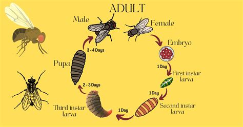 How To Get Rid Of Fruit Flies In Day Fastest Actionable Way