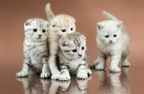 Scottish Fold Cat Breed Information Temperament And Health