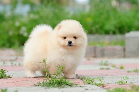 Pomeranian Puppies Cute Pictures And Facts Dogtime