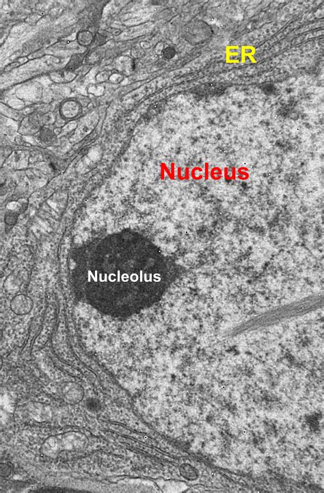 Visualization Of The Cell Using Em Scanning Electron Microscope