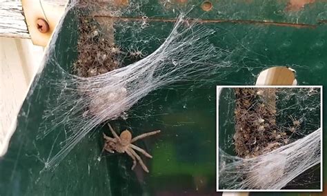Holconia Huntsman Spider Hatches Hundreds Of Babies In Letterbox In