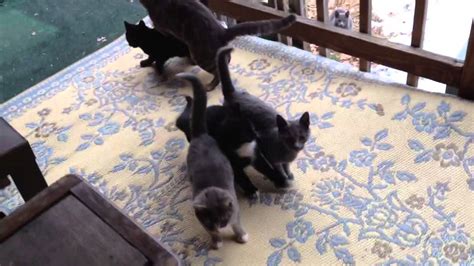 Feral Cats Youtube