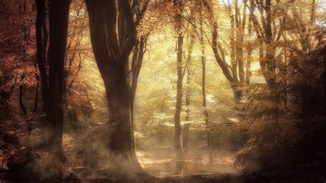 Forest With Trees And Sunlight During Fall Hd Nature Wallpapers Hd