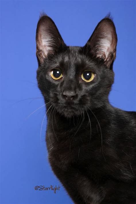 Melanistic Black Savannah Cat Cat Vrt