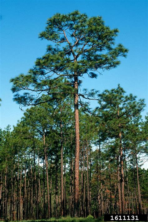 Longleaf Pine Pinus Palustris