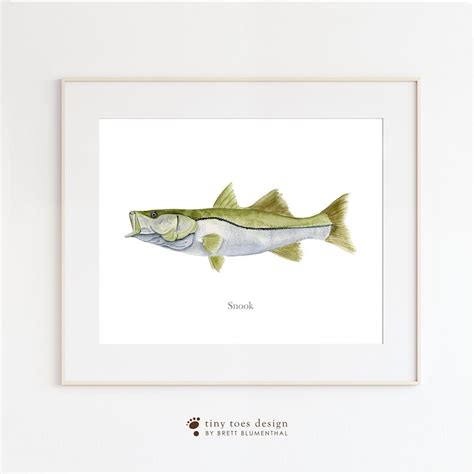 Snook Watercolor Fish Painting Snook Art Print Snook Fish Etsy Fish