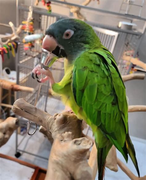 Blue Crowned Conures Parrot For Sale Papagei Vogel Zum Verkaufen