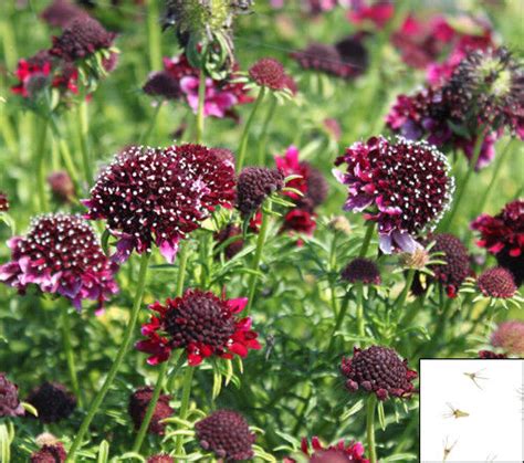 200 Seeds 8692 Pincushion Giant Mix Sweet Scabious Scabiosa