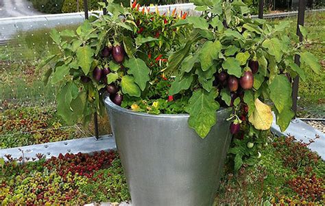 Growing Your Eggplants In Containers By Albert Mondor