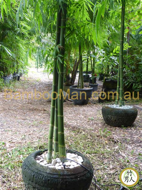 Smart Bamboos Plants Bamboo Whitsunday