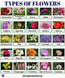 types of flowers | Types of flowers, Popular flowers, Different types ...
