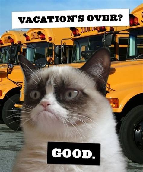 Grumpy Cat Back To School Funny Pictures Pinterest Back To School