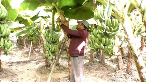 Banana Plant Banana Farm Business Plan With Low Investment And High