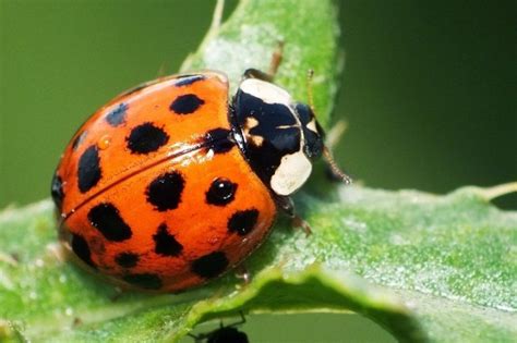 Ladybugs Facts Types Lifespan Classification Habitat Pictures