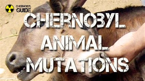Mutations People Chernobyl Today Mutated Animals Of Chernobyl