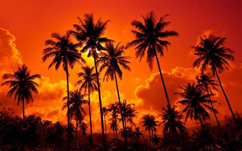 Sunset Desert Palm