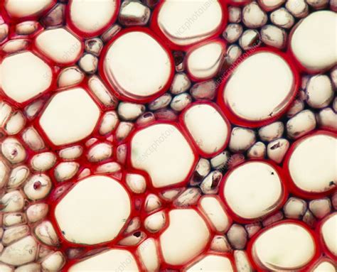 Plant Xylem Tissue Light Micrograph Stock Image C0132682