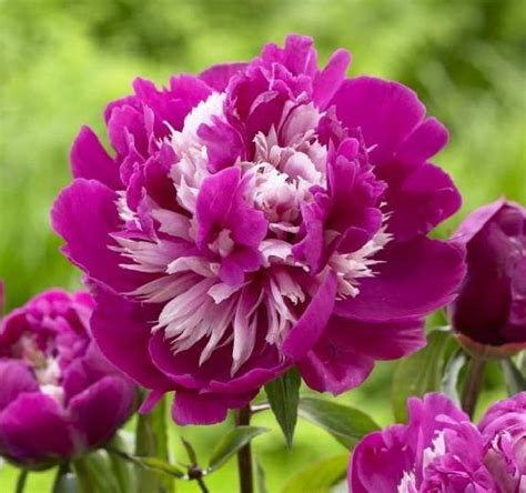 Peonies Celebrity And Cut Flowers On Pinterest