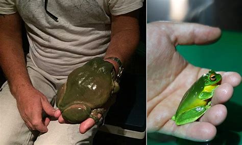Giant Muscly Tree Frog Found In Central Queensland