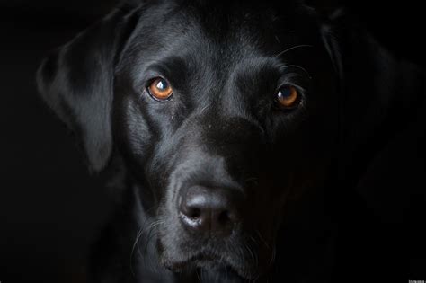 Black Dog Wallpaper 1536x1023 84592