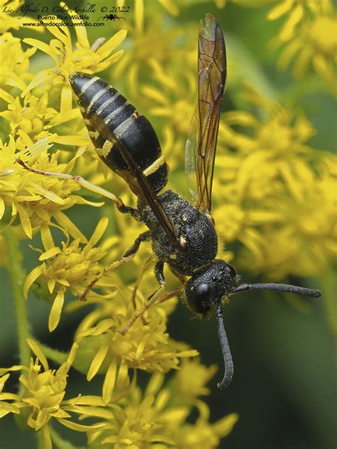 Black Wasps With Yellow Stripes