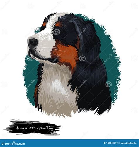 Bernese Mountain Dog Berner Sennenhund Dog Digital Art Illustration